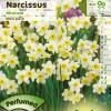 Narcisse miniature 'Minnow'