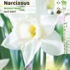 Narcisse trompette 'Mount Hood'