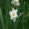 Narcisse trompette 'Mount Hood'