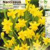 Narcisse botanique 'Tte  tte'