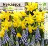 Narcisse botanique 'Tte  tte'