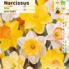 Narcisse trompette en mélange