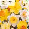 Narcisse trompette en mélange
