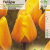 Tulipe Darwin 'Apeldoorn Beauty'