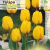 Tulipe Darwin 'Golden Apeldoorn'