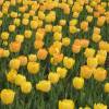 Tulipe Darwin 'Golden Apeldoorn'