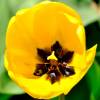 Tulipe Darwin 'Golden Apeldoorn'