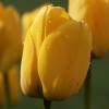 Tulipe Darwin 'Golden Apeldoorn'