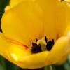 Tulipe Darwin 'Golden Apeldoorn'
