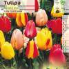 Tulipe Darwin en mlange