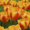 Tulipe Darwin 'Oxford Wonder'