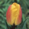 Tulipe Darwin 'Oxford Wonder'