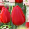 Tulipe Darwin 'Parade'