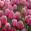 Tulipe Darwin 'Pink Impression'