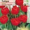 Tulipe double htive 'Carlton'