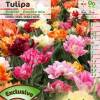 Tulipe double htive en mlange