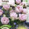 Tulipe double tardive 'Angelique'