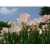 Tulipe double tardive 'Finola'