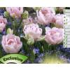 Tulipe double tardive 'Finola'