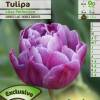 Tulipe double tardive 'Lilac Perfection'