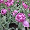 Tulipe double tardive 'Lilac Perfection'