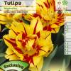 Tulipe double htive 'Monsella'