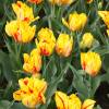 Tulipe double htive 'Monsella'