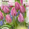 Tulipe fosteriana 'Albert Heijn'