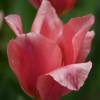 Tulipe fosteriana 'Albert Heijn'