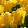 Tulipe fosteriana 'Candela'