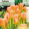 Tulipe fosteriana 'Orange Emperor'