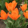 Tulipe fosteriana 'Orange Emperor'