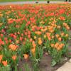 Tulipe fosteriana 'Orange Emperor'