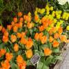 Tulipe fosteriana 'Orange Emperor'