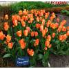 Tulipe fosteriana 'Orange Emperor'