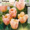 Tulipe htive 'Abricot Beauty'