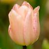 Tulipe htive 'Abricot Beauty'