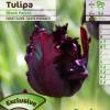 Tulipe Perroquet 'Black Parrot'