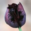 Tulipe Perroquet 'Black Parrot'