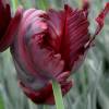 Tulipe Perroquet 'Black Parrot'