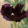 Tulipe Perroquet 'Black Parrot'