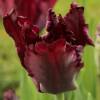 Tulipe Perroquet 'Black Parrot'