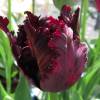 Tulipe Perroquet 'Black Parrot'