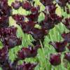 Tulipe Perroquet 'Black Parrot'