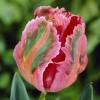 Tulipe Perroquet 'Fantasy'