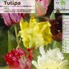 Tulipe Perroquet en mlange