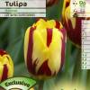 Tulipe tardive 'Helmar'