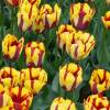 Tulipe tardive 'Helmar'