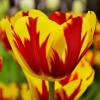 Tulipe tardive 'Helmar'