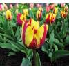 Tulipe tardive 'Helmar'